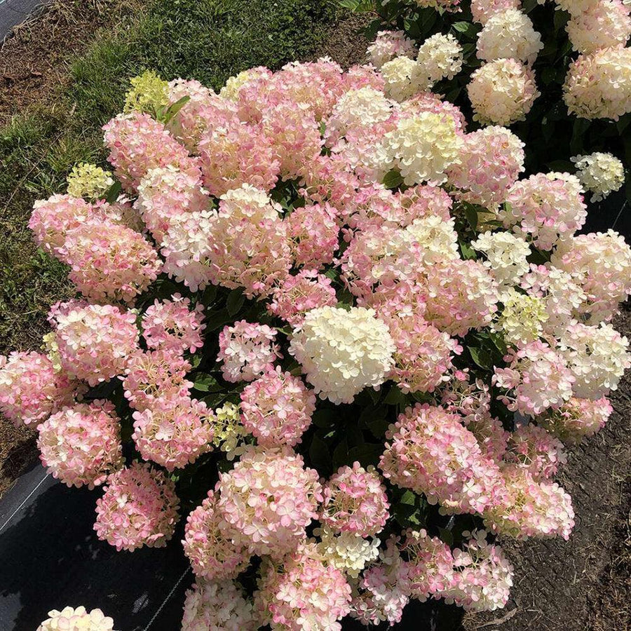 Fire Light Tidbit® Panicle Hydrangea