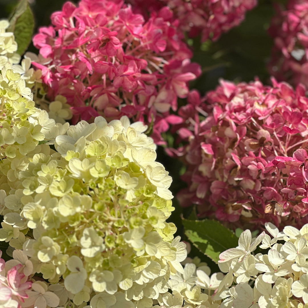Fire Light Tidbit® Panicle Hydrangea