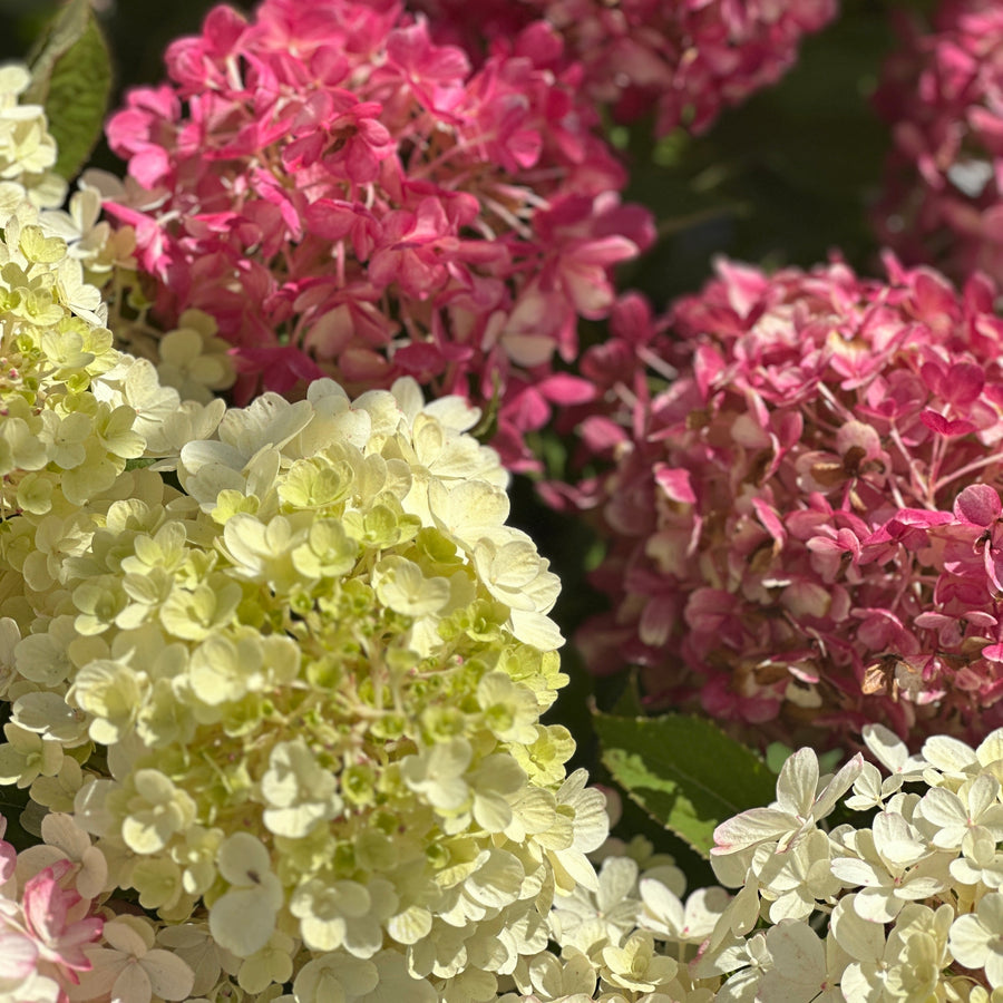 Fire Light Tidbit® Panicle Hydrangea