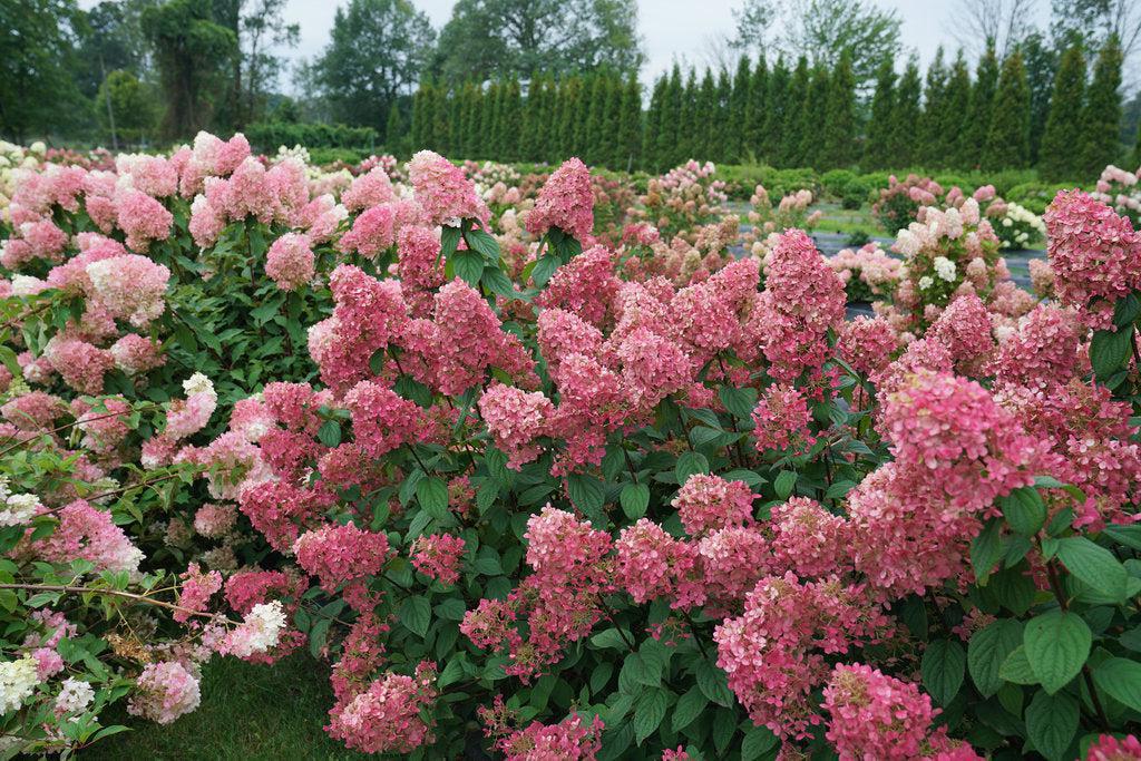 Fire Light® Panicle Hydrangea