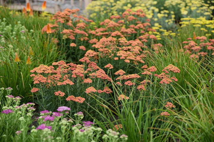 Firefly Peach Sky Yarrow