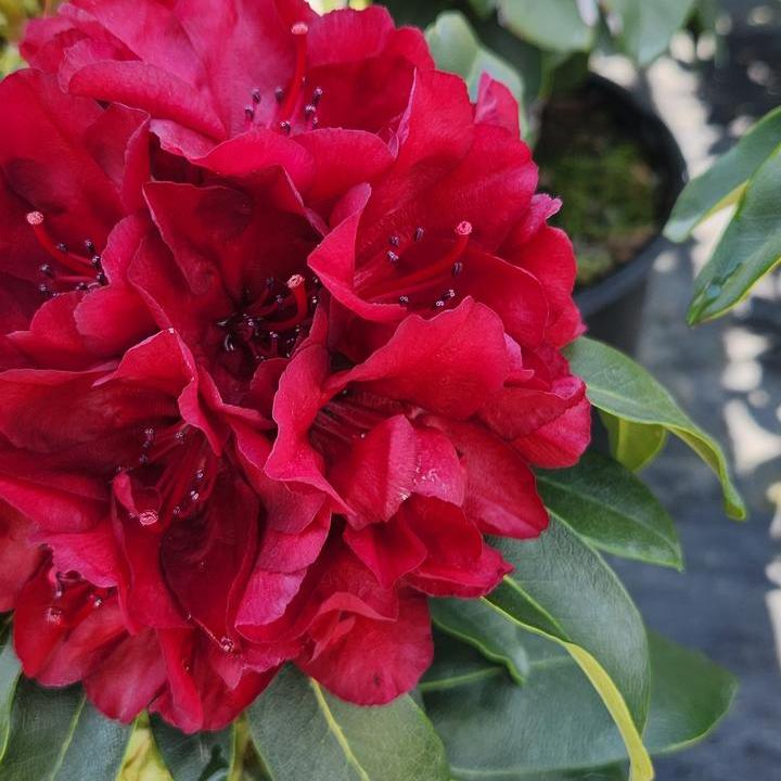 Firestorm Rhododendron