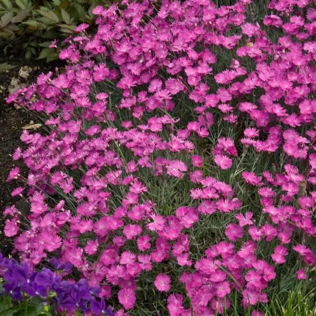 Firewitch Cheddar Pinks |Walters Gardens