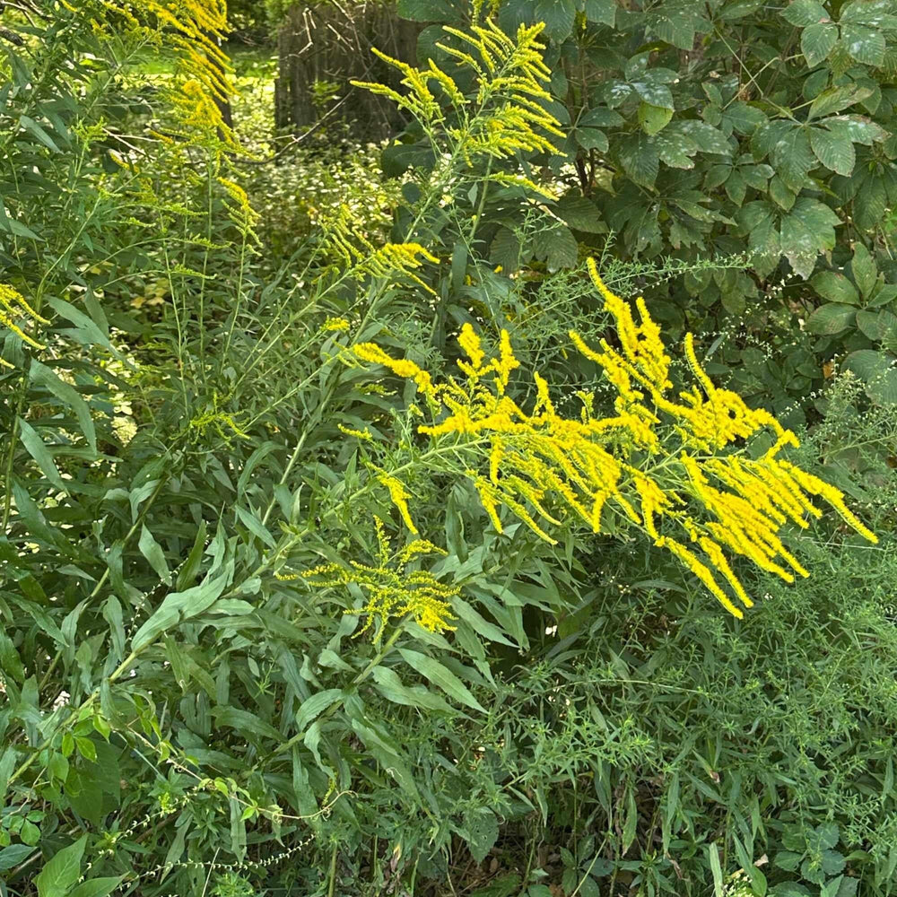 Fireworks Goldenrod