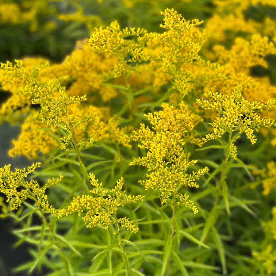 Fireworks Goldenrod