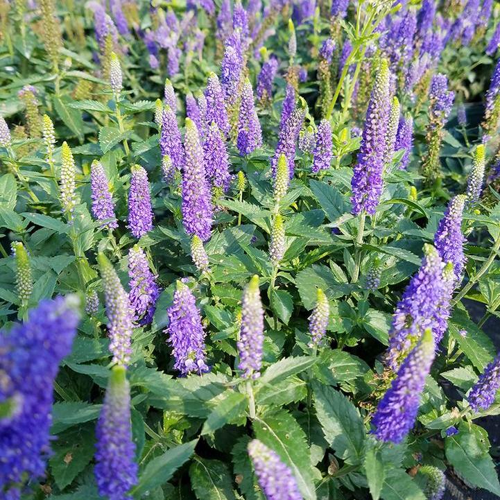 First Glory Speedwell