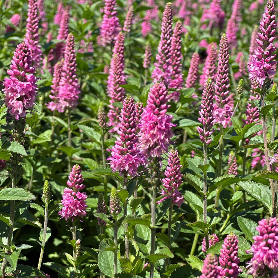 First Love Speedwell
