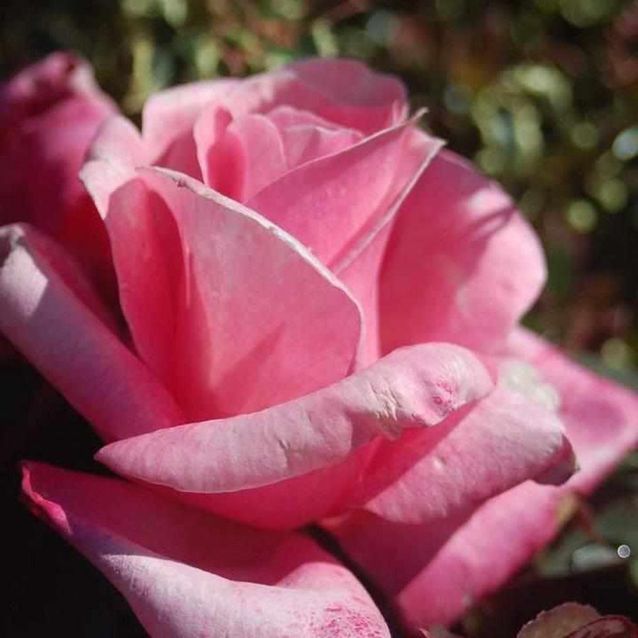 First Prize Hybrid Tea Rose |Prides Corner Farms