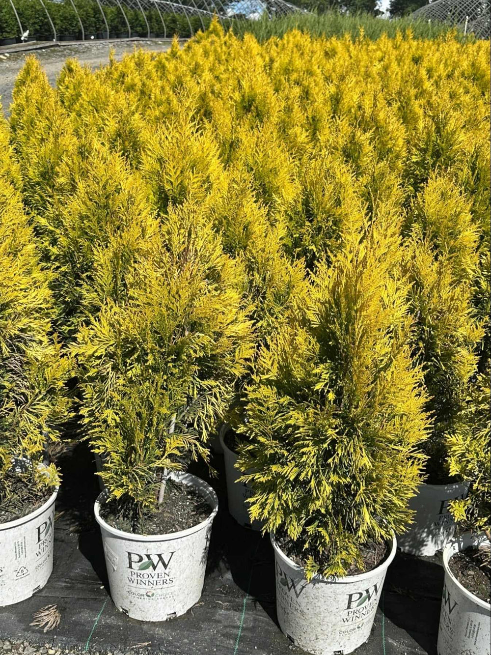 Fluffy® Western Arborvitae