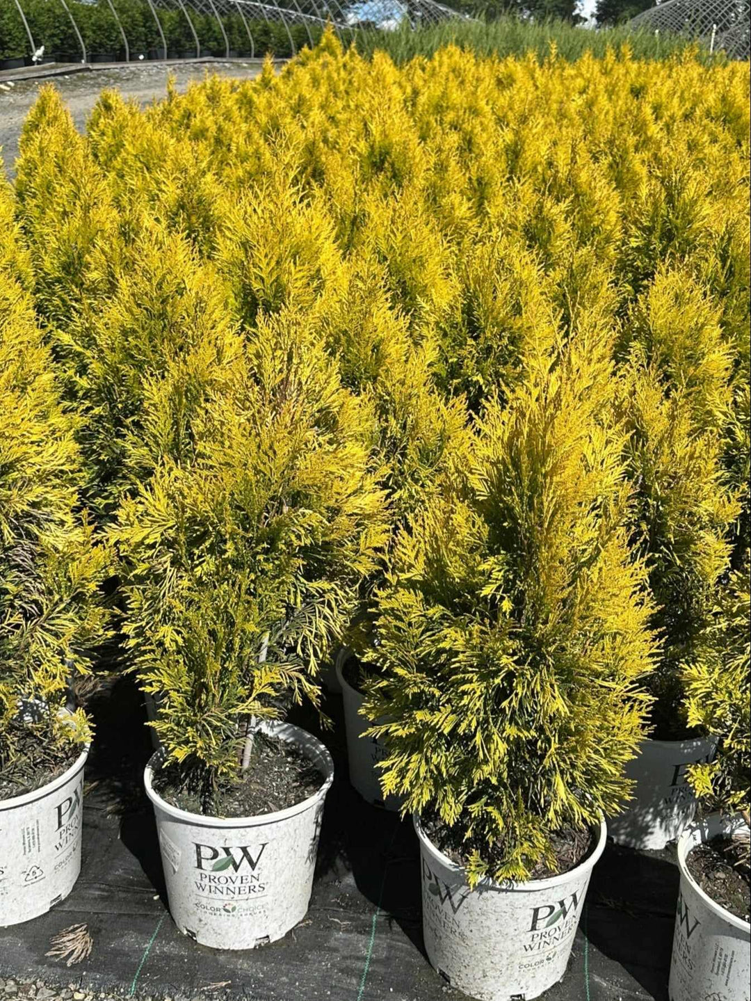 Fluffy® Western Arborvitae
