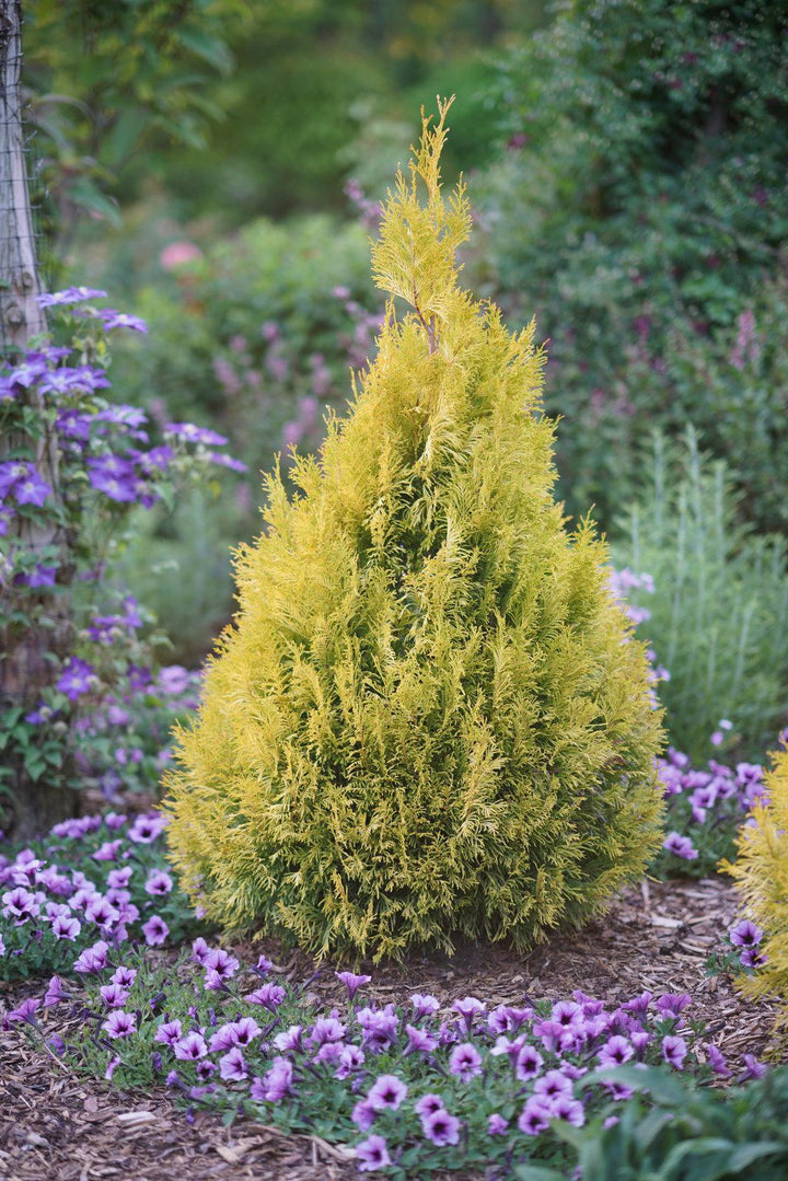 Fluffy® Western Arborvitae