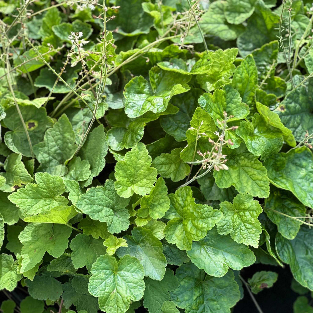 Foamflower