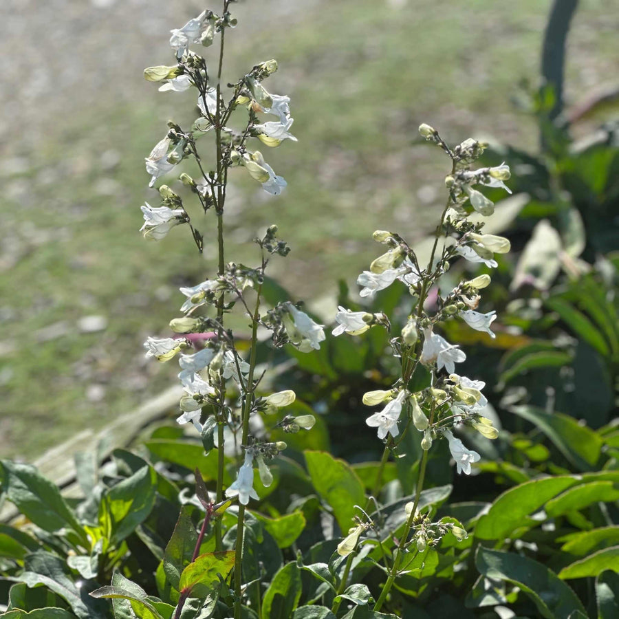 Foxglove Beardtongue
