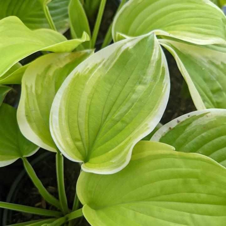 Fragrant Bouquet Hosta