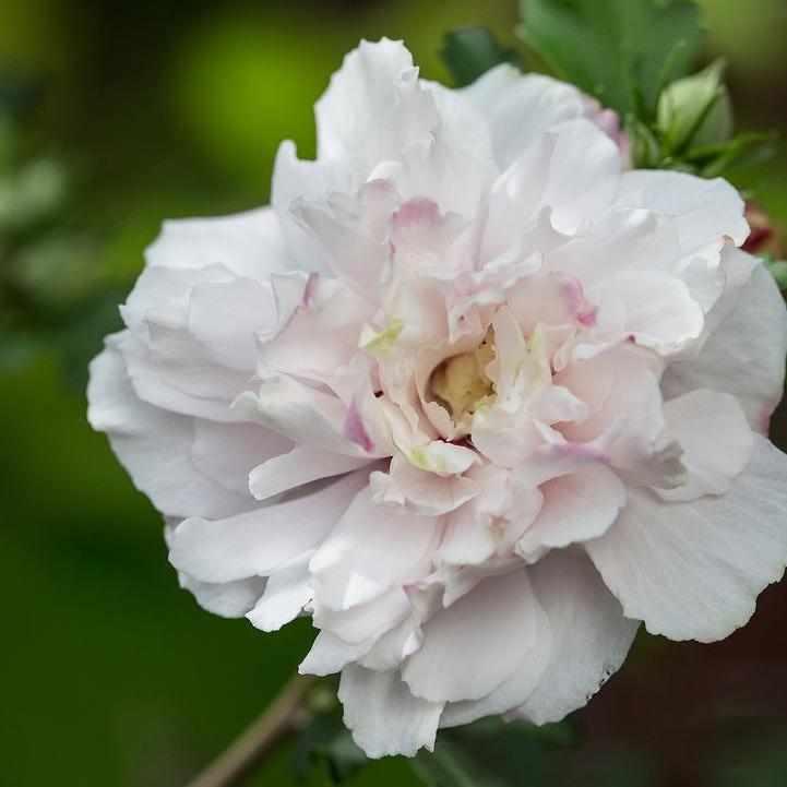 French Cabaret® Blush Rose of Sharon