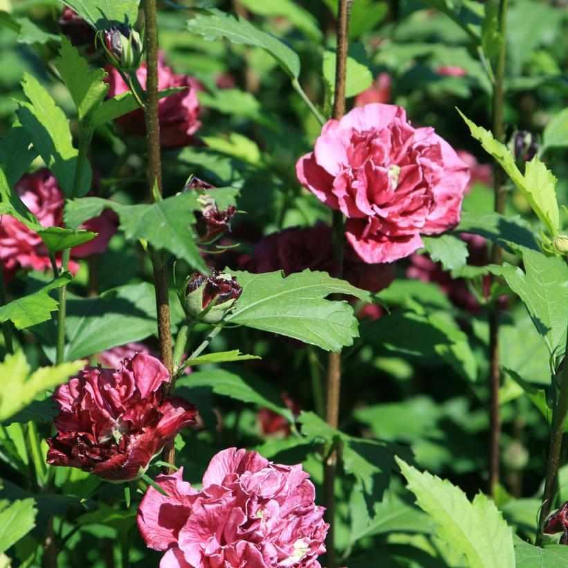 French Cabaret® Red Hibiscus