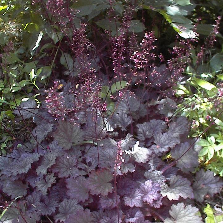 Frosted Violet Coral Bells