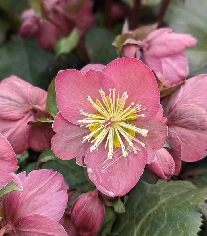 Frostkiss® Cheryl's Shine Lenten Rose