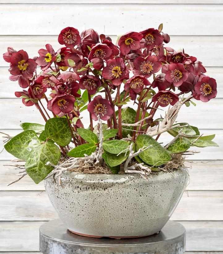 Frostkiss® Vibey Velvet™ Lenten Rose