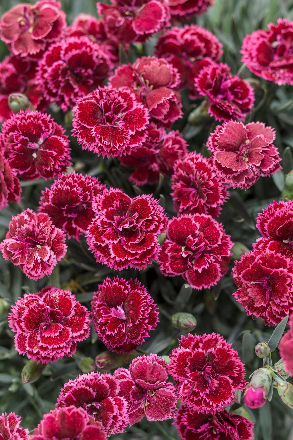 Fruit Punch® Black Cherry Frost Pinks