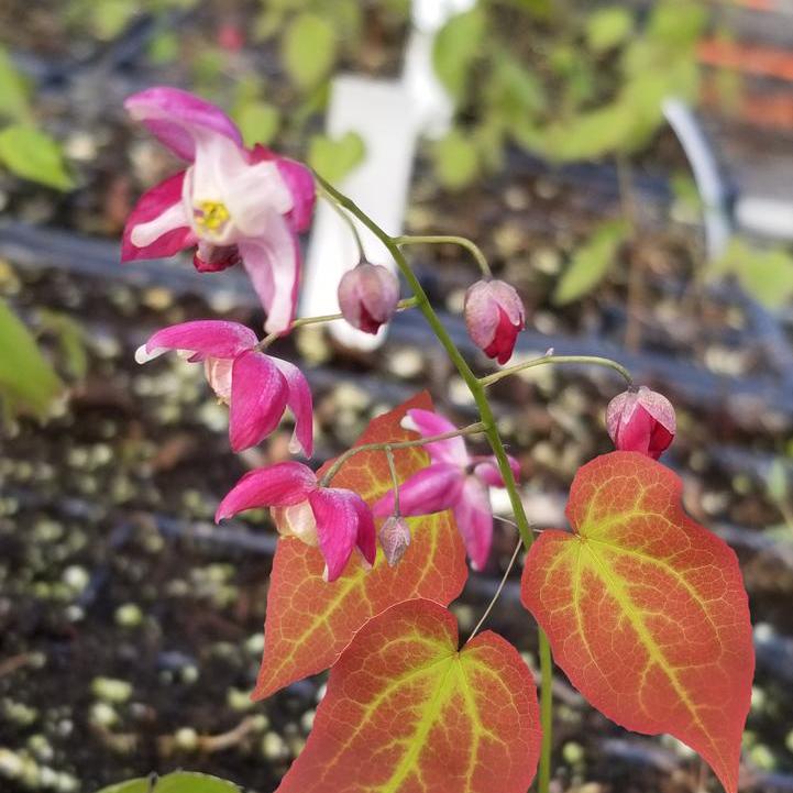 Galadriel Red Barrenwort