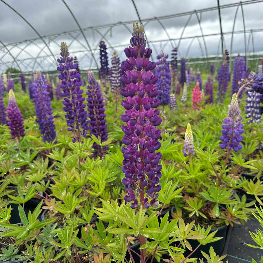 Gallery Blue Lupine