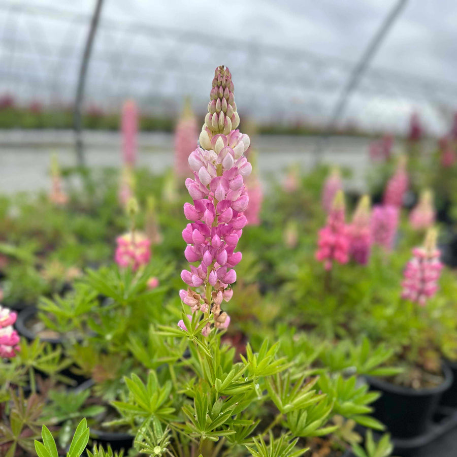 Gallery Pink Lupine