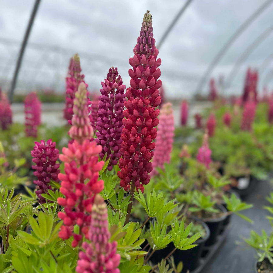 Gallery Red Lupine