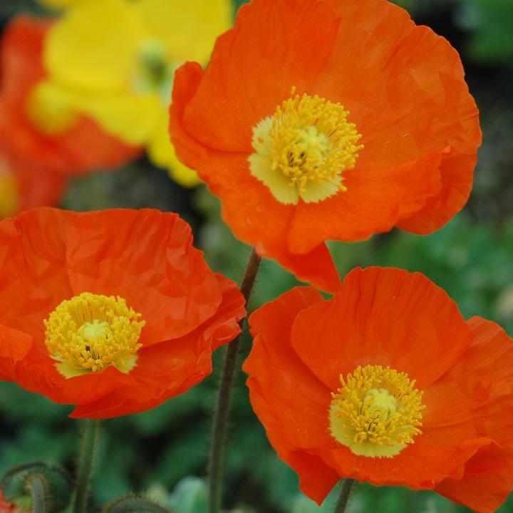 Garden Gnome Iceland Poppy