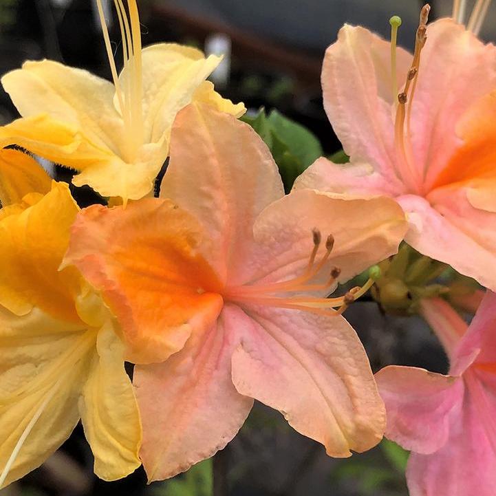 Garden Rainbow Deciduous Azalea