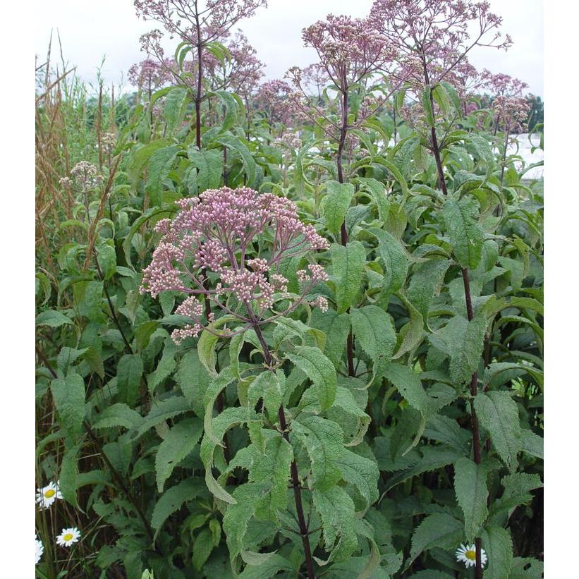Gateway Joe Pye Weed