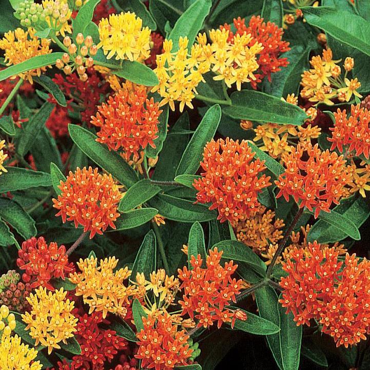 Gay Butterflies Butterfly Weed