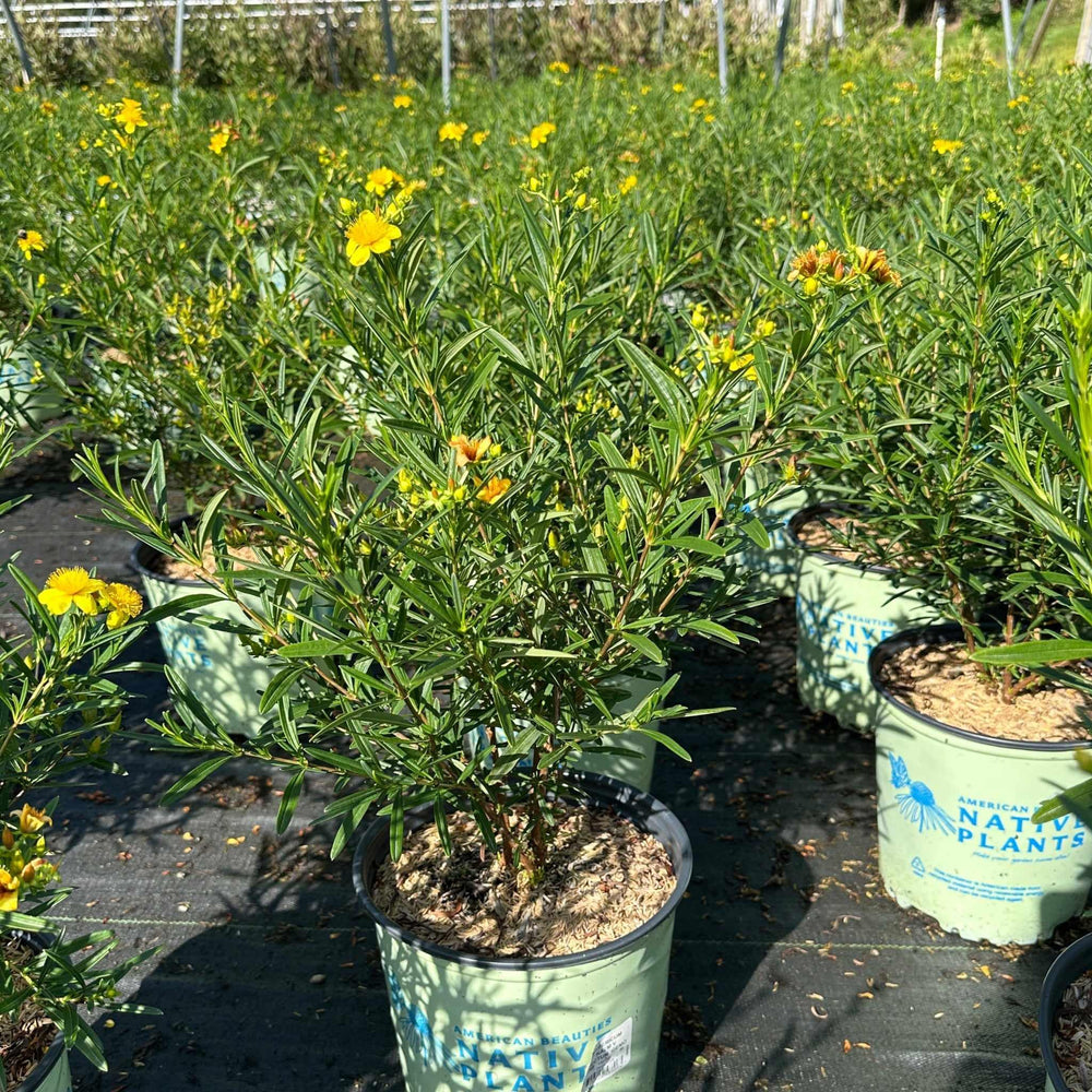 Gemo St. John's Wort