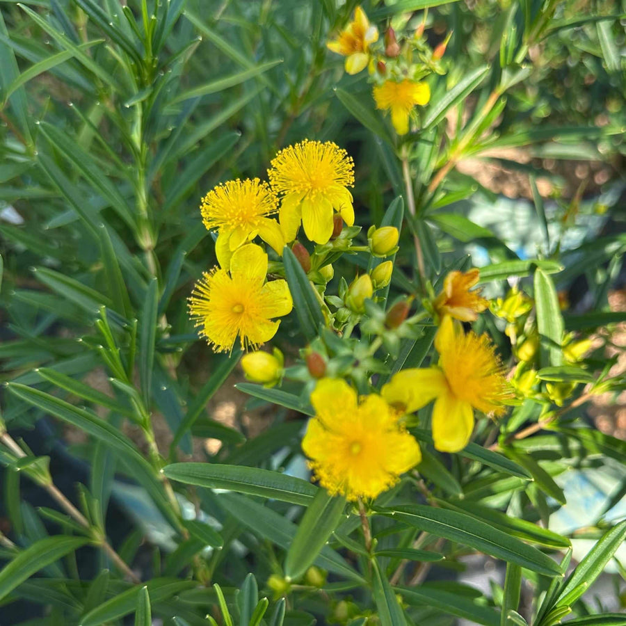 Gemo St. John's Wort