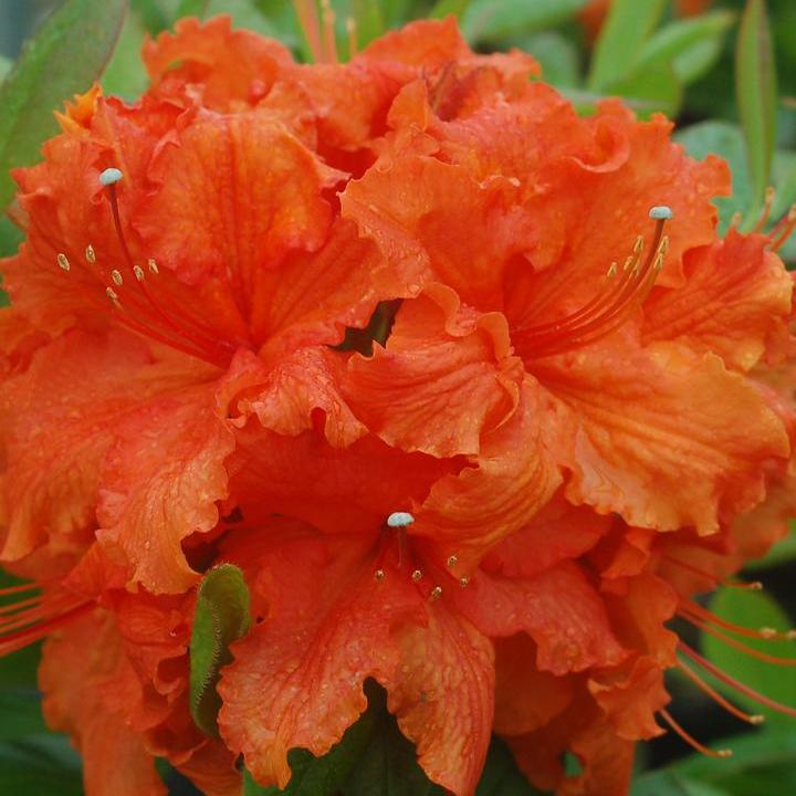 Gibraltar Azalea