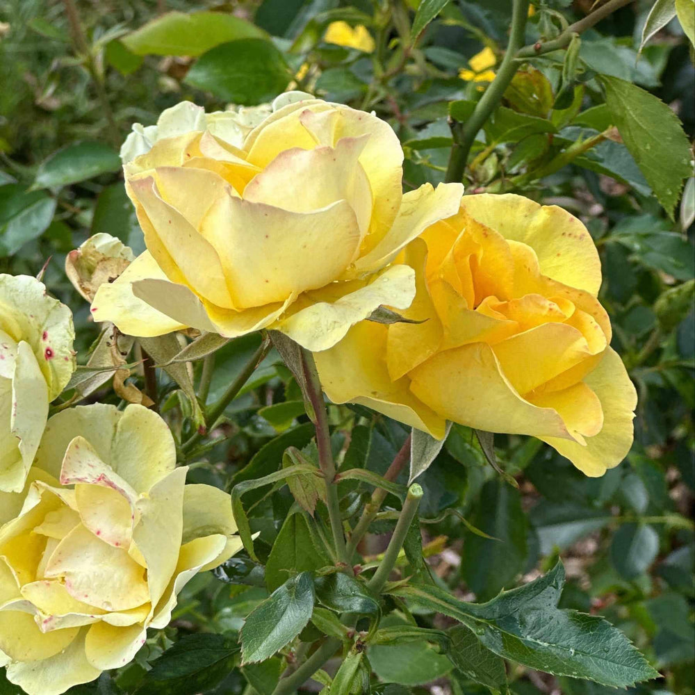 Gilded Sun® Floribunda Rose