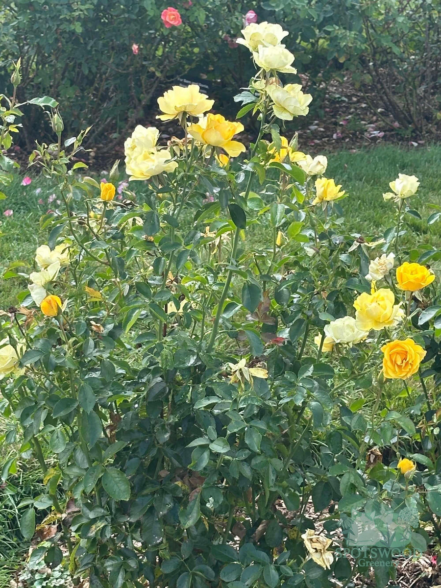 Gilded Sun® Floribunda Rose