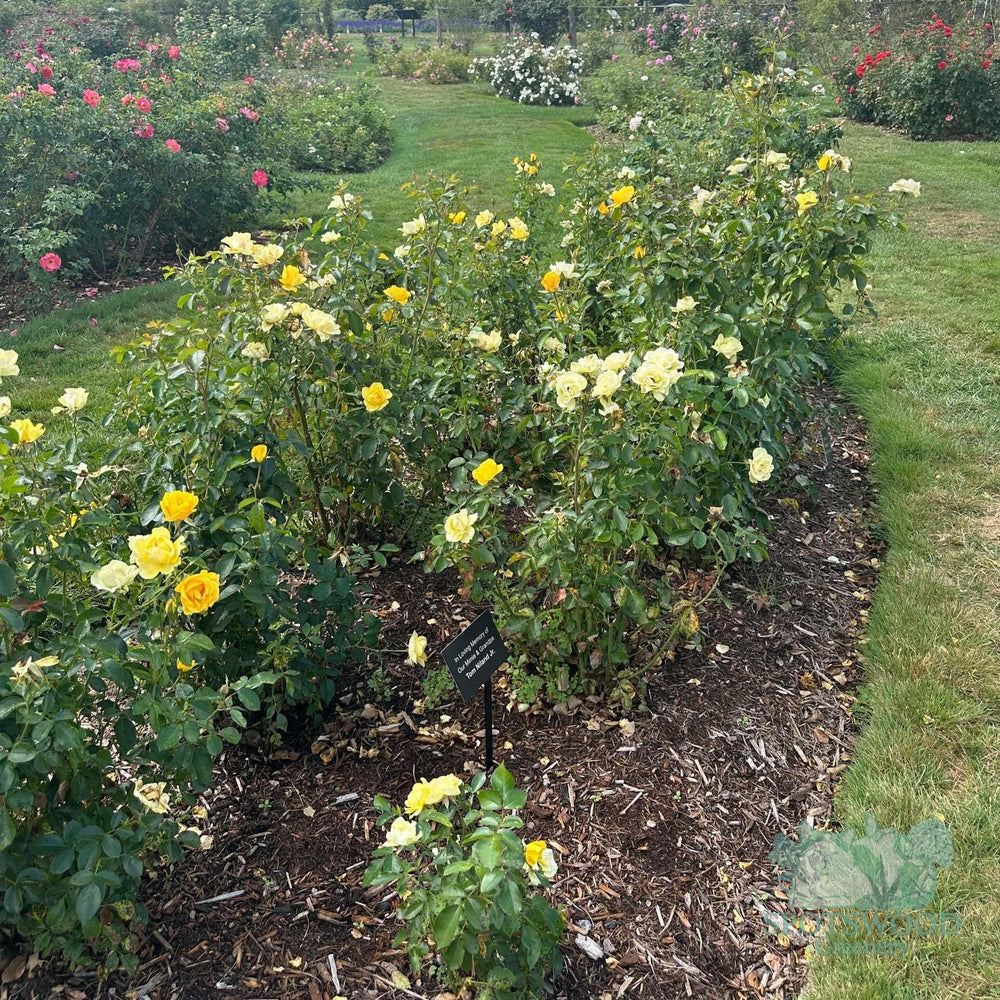 Gilded Sun® Floribunda Rose