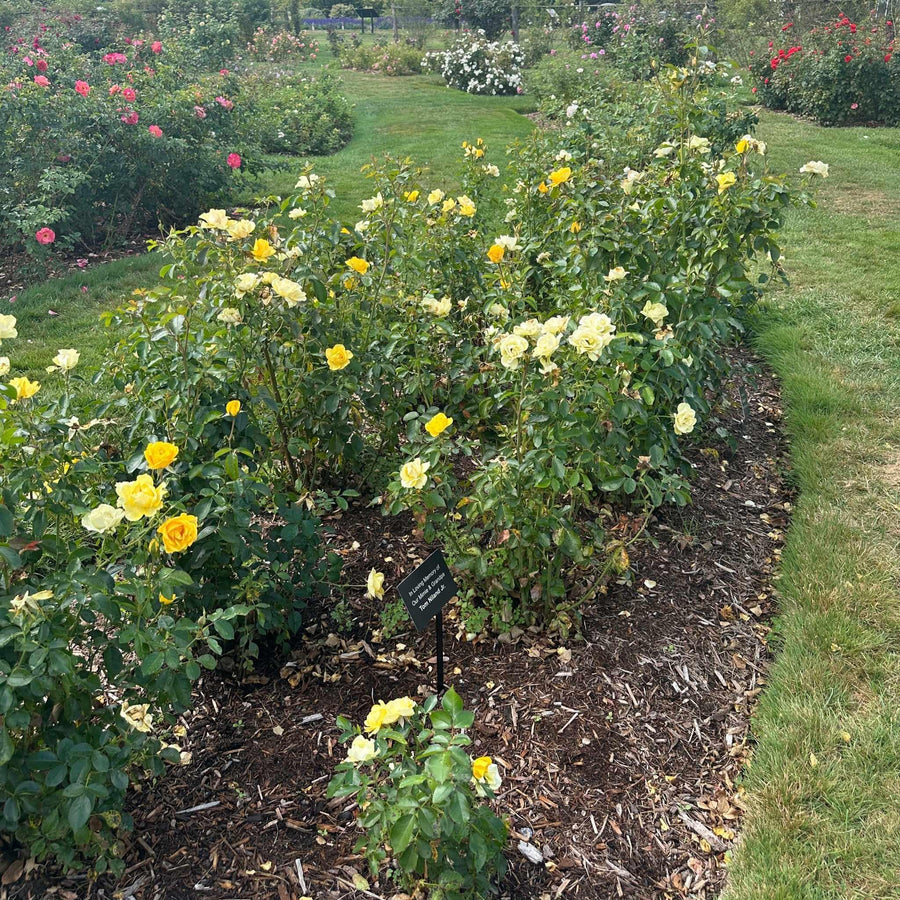 Gilded Sun® Floribunda Rose