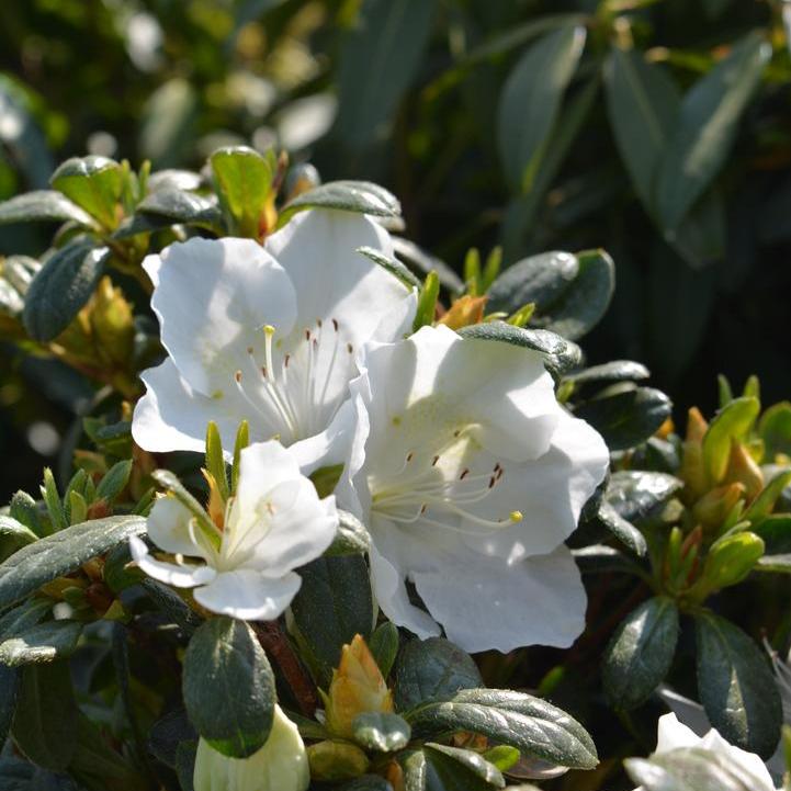 Girards Pleasant White Azalea