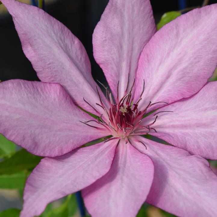 Gisella® Clematis