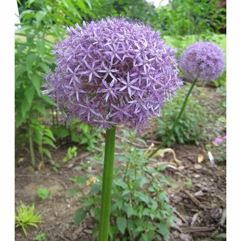 Globemaster Flowering Onion