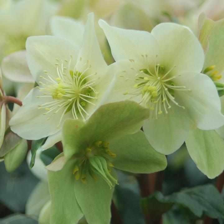 Gold Collection® Champion Lenten Rose