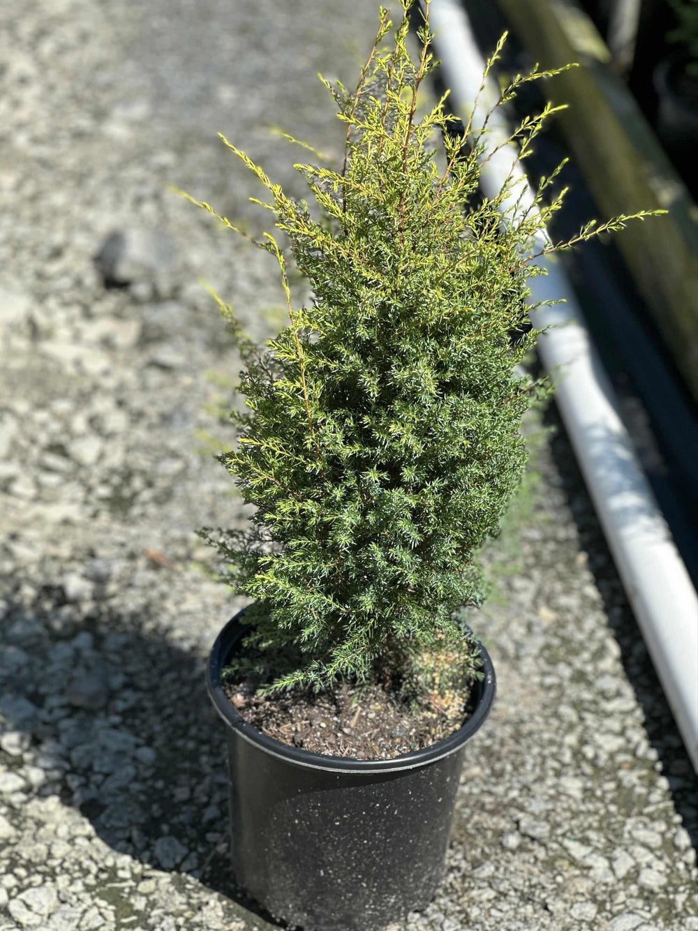 Gold Cone Juniper