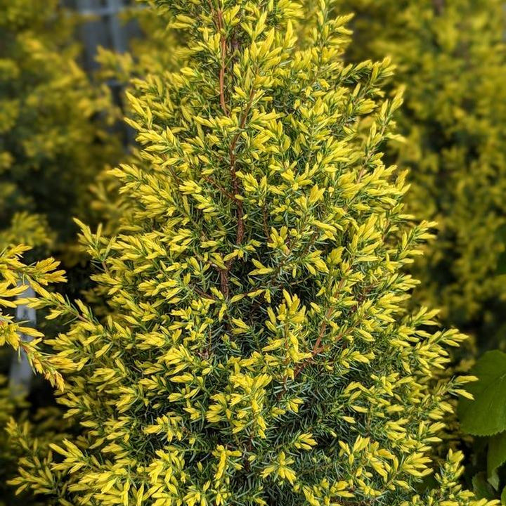 Gold Cone Juniper
