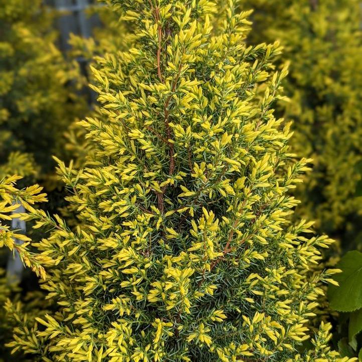 Gold Cone Juniper