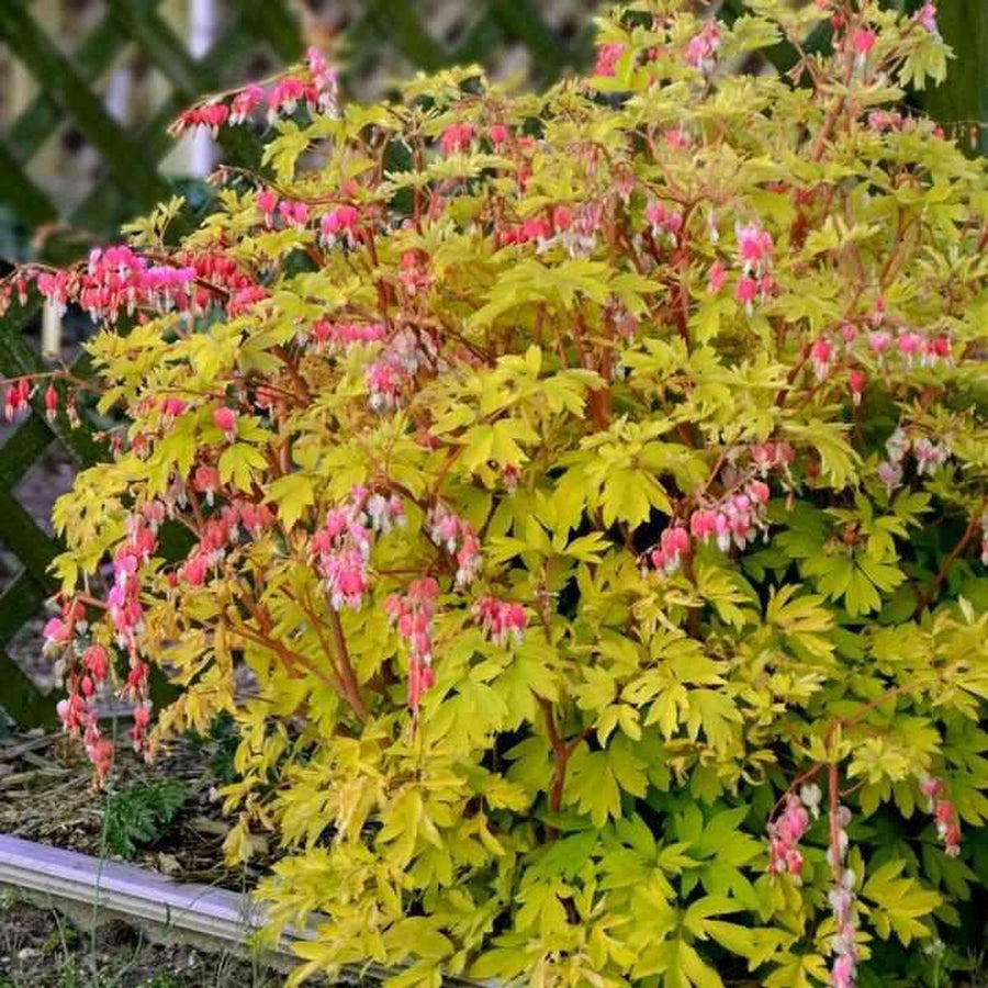 Gold Hearts Bleeding Heart |Walters Gardens