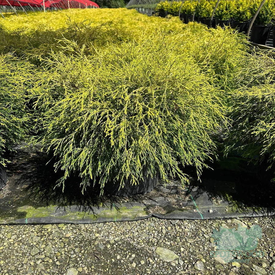 chamaecyparis-p-f-aurea-2