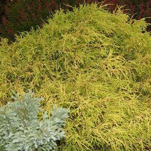 Gold Thread Cypress
