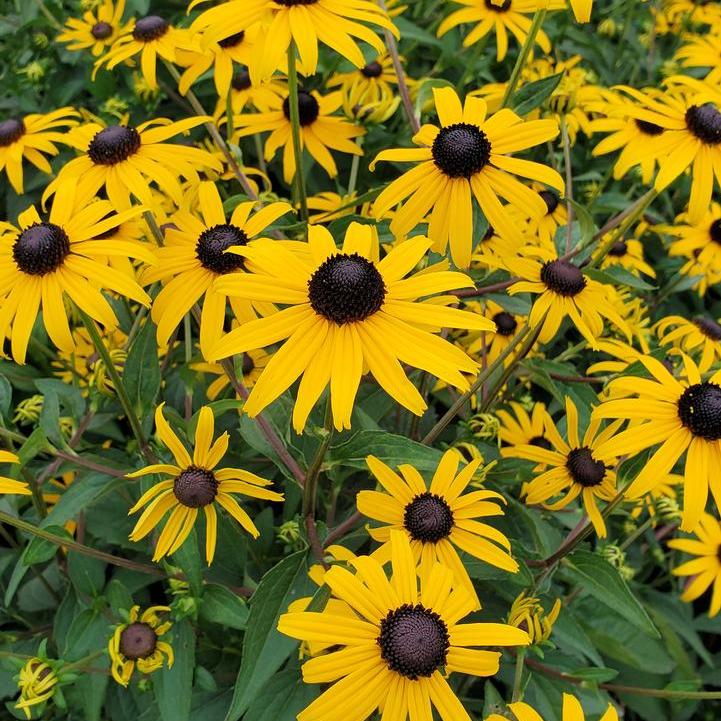 Goldblitz Black Eyed Susan